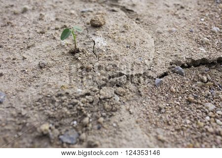 Plant's growing on crack dry soil nature, green
** Note: Shallow depth of field