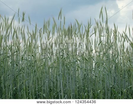 barley spike widespread cereal crop the cereal family.