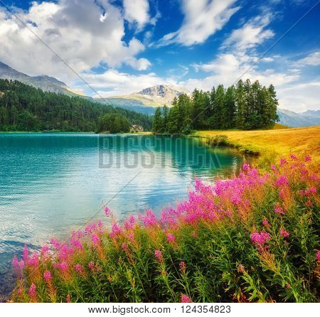 Fantastic view of the azure pond Champfer. Picturesque scene. Location: resort Silvaplana village, district of Maloja in the Swiss canton of Graubunden, Alps. Europe. Artistic picture. Beauty world.
