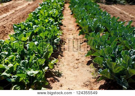 green cabbage plant field outdoor in summer agriculture vegetables