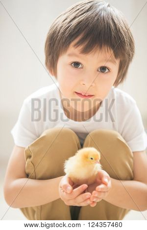 Cute sweet little child, preschcool boy, playing with little chicks at home, baby chicks in child hands