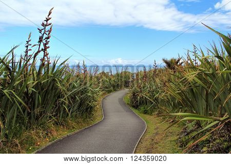 Pathway through spiny spaniards in Pancake rock, Greymouth, New Zealand