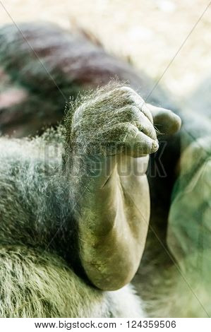 The hairy Foot of a lowland gorilla
** Note: Visible grain at 100%, best at smaller sizes