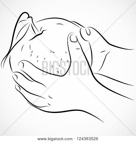 Kids hands holding an apple on white background