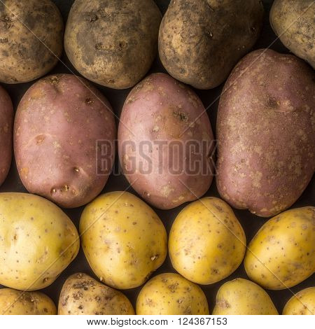 Rawred, yellow, potatoes mix background square horizontal
