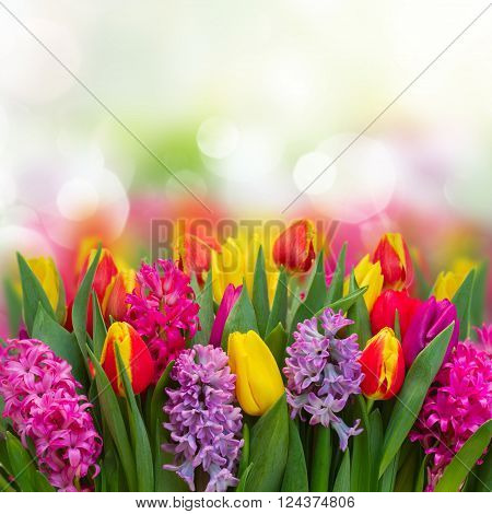 Pink and violet hyacinths with tulips fresh  flowers  border over bokeh background with copy spce