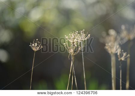 Some dry dying plants shot with a shallow depth of field for a smooth blurred background.