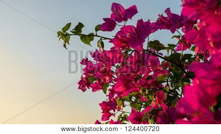 Bougainvillea with blue sky on the sunset