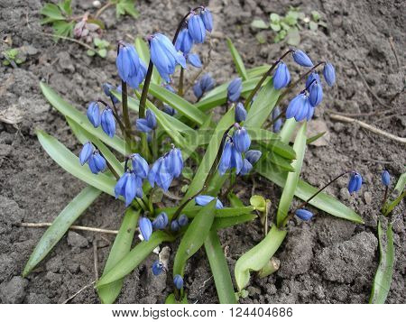 Blue scilla flowers, early spring Siberian Squill flowers.