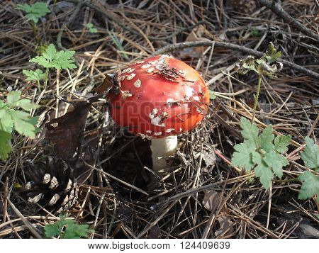 Amanita muscaria mushroom,  red and white spotted mushroom.