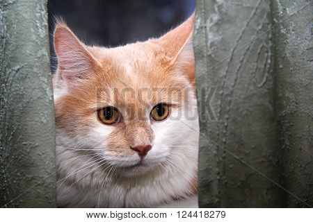 beautiful cat sitting on a window indoor