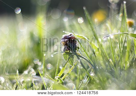 Morning dew on grass with purple flower, beautiful nature background with shallow depth of field