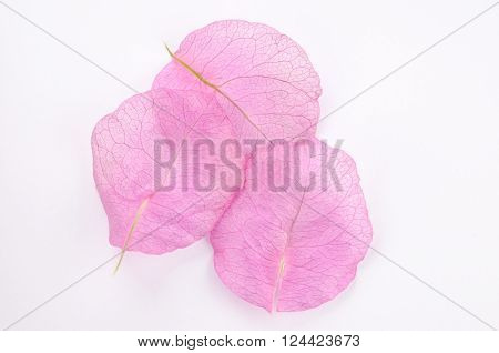 Three pink bourgainvillea petals on a white background
