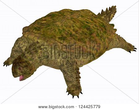 Proganochelys Turtle Body 3D illustration - Proganochelys is the second oldest turtle species discovered and lived in Germany and Thailand in the Triassic Period.