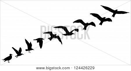 Bird silhouette fly off concept. Vector illustration