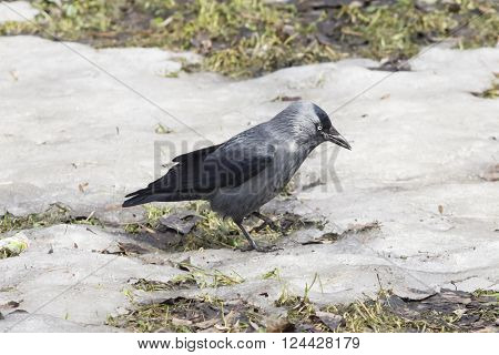 Jackdaw bird Corvus monedula on ground with ice selective focus shallow DOF.