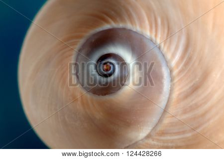 Macro shot of the shell of a moon snail