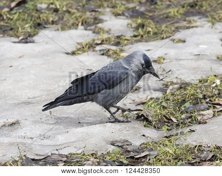 Jackdaw bird Corvus monedula on ground with ice selective focus shallow DOF.