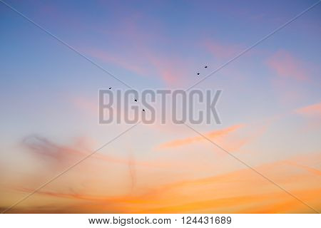 clso up on flock of birds at sunset