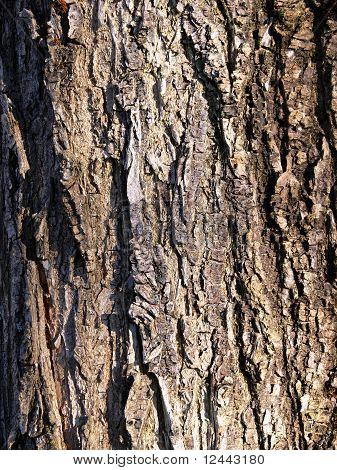bark aske