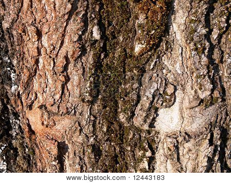 bark aske