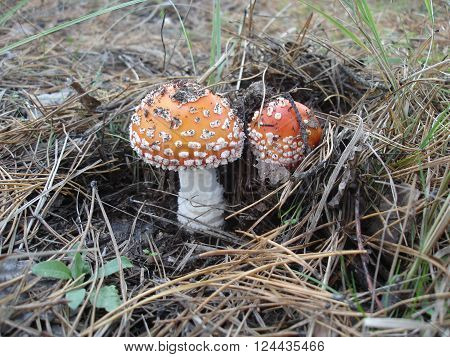 Amanita muscaria mushrooms, red and white spotted mushrooms