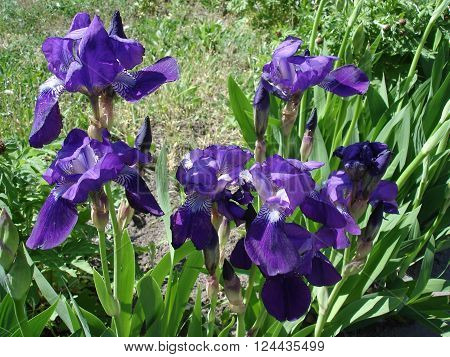 Iris germanica purple flowers, 'Amethyst, Flame' flowers
