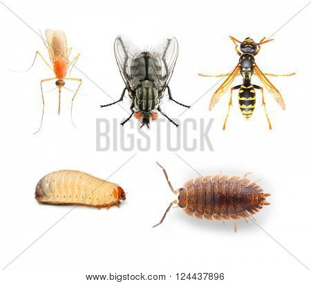 Dangerous pests vehicles of infection.  Collection of the insects on a white background.