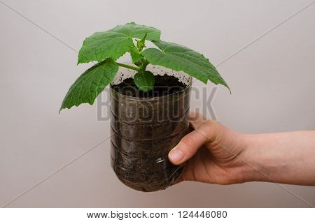 plastic jar with young plant in hand on white background. spring