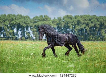 Black Frisian stallion runs on the green field