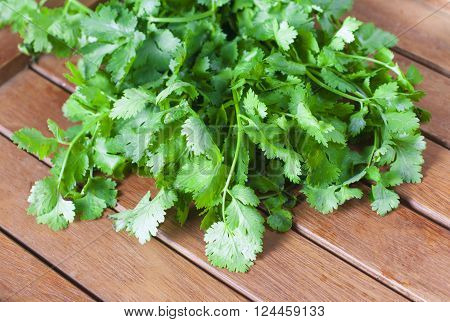 Coriander, Coriandrum Sativum