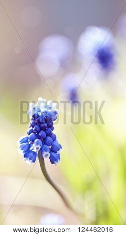 Blue spring flower of a muskari in the morning