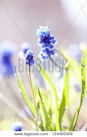 Blue spring flower of a muskari lit with the sun.