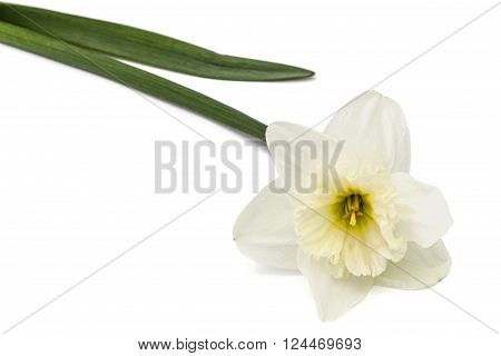 Flower of white Daffodil (narcissus) isolated on white background