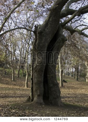 Zakole stare drzewo