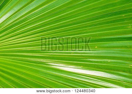 Texture background of green plam leaf in background