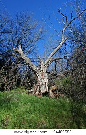 Tree in a nature preserve in Wickenburg, Arizona. with two branches stretched up and out in the shape of a V against a backdrop of a clear blue sky