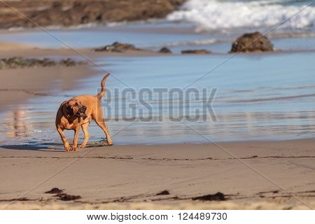 Bloodhound dog runs and plays along a beach in New England, Cape Cod, Massachusetts.
** Note: Soft Focus at 100%, best at smaller sizes
