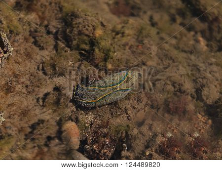 A blue and yellow striped California aglaja scientifically known as Navanax inermis forages for food in the Bolsa Chica wetlands in Huntington Beach, California.