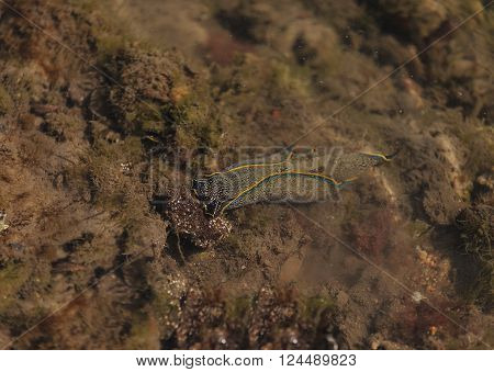 A blue and yellow striped California aglaja scientifically known as Navanax inermis forages for food in the Bolsa Chica wetlands in Huntington Beach, California.