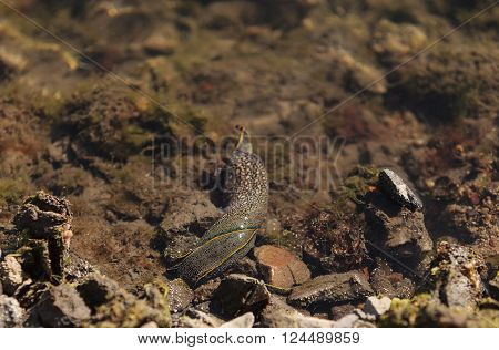 A blue and yellow striped California aglaja scientifically known as Navanax inermis forages for food in the Bolsa Chica wetlands in Huntington Beach, California.