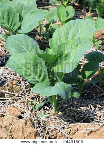 Green Leaf Vegetable Chinese broccoli, Chinese kale or  Kai-lan