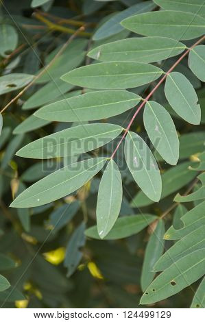 fresh green Senna siamea leaves in nature garden