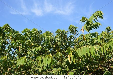 close up fresh green muntingia calabura leaves