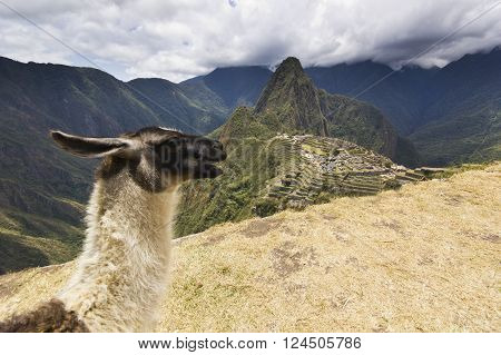 portrait of  lama near old town of machu-picchu, peru, with surrounding mountains