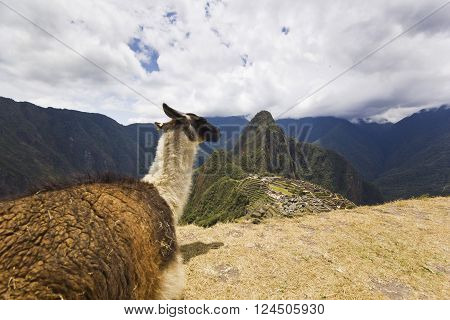 portrait of  lama near old town of machu-picchu, peru, with surrounding mountains