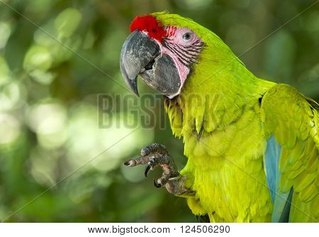 Green Parrot Outdoor