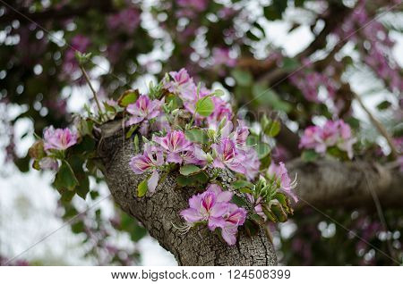 Blooms purple Bauhinia orchid tree. Bauhinia flowers