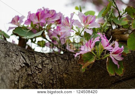 Blooms purple Bauhinia orchid tree. Bauhinia flowers