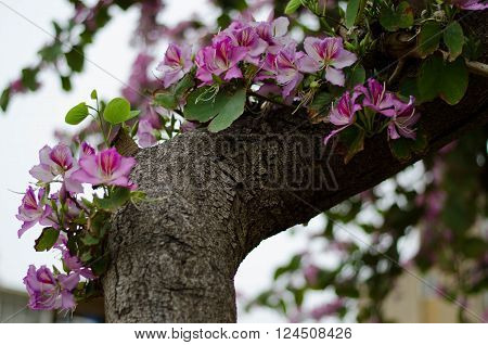 Blooms purple Bauhinia orchid tree. Bauhinia flowers